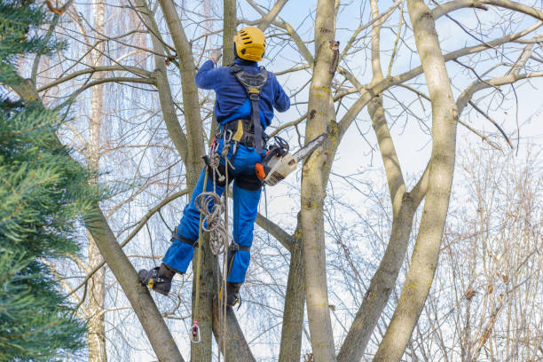 Best Tree Cabling and Bracing  in Belzoni, MS